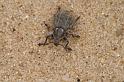 Apion_ZZXYX_D2969_Z_75_NP De Hoge Veluwe_Nederland